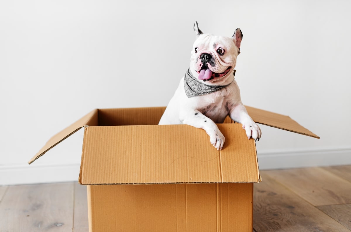 The Ultimate Guide to Choosing Pet-Friendly Paint for Your Home